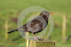 Female blackbird, turdus merula, on wooden post