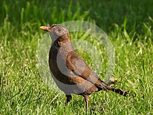 A female blackbird fossicking on a garden lawn photo