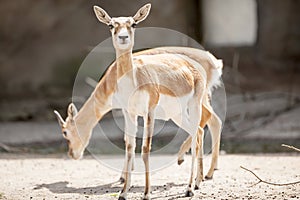 Female blackbuck