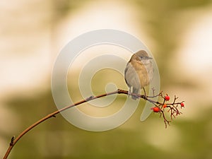 Female Blackcap on twig