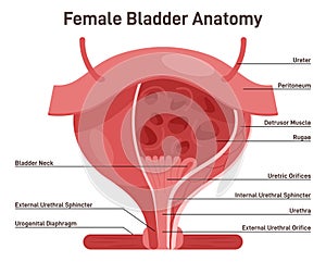 Female bladder anatomy. Healthy internal organ with urethra.