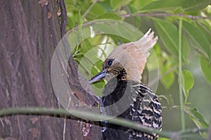 Female of the blond-crested woodpecker, Celeus flavescens