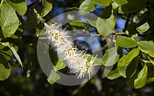 Female blossom of a willow tree