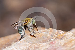 Female blue banded bee on rock