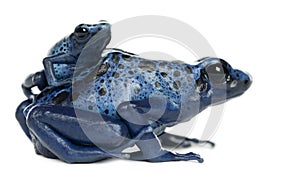 Female Blue and Black Poison Dart Frog