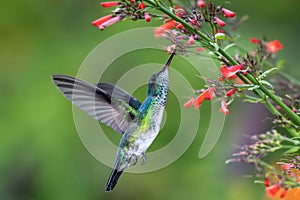 Female Blue-chinned female feeding in a garden