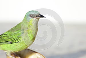 Female Blue Dacnis