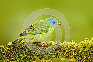 Female of Blue Dacnis, Dacnis cayana, exotic tropic blue tanager with red head, Costa Rica. Blue and green songbird in nature habi