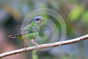 Female of a Blue Dacnis Dacnis cayana perched on a branch