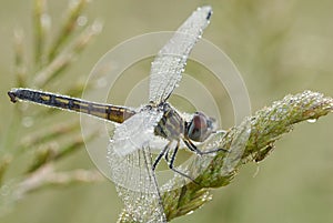 Female blue dasher dragonfly