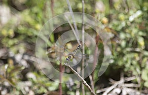 Female Blue Dasher Dragonfly