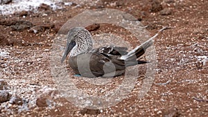 Female blue footed booby sits on eggs