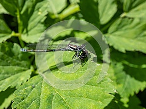 Female blue form of the azure damselfly (Coenagrion puella) eating it\'s prey on a green leaf. Macro of an insect