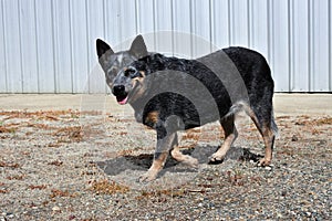 Blue Heeler Australian cattle dog