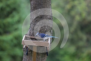 A female Blue Jay, Cyanocitta cristata, sitting on a platform bird feeder attached to a Maple tree