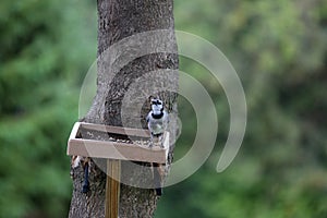 A female Blue Jay, Cyanocitta cristata, standing on a platform bird feeder attached to a Maple tree