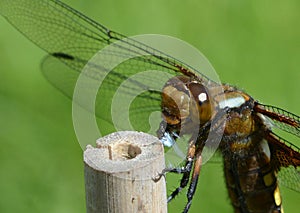 Female libelula dragonfly perched on a twig eating a blue woolly aphid photo