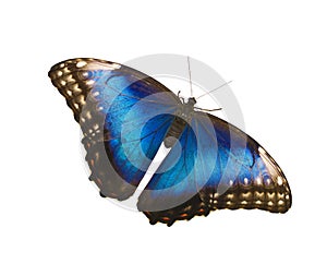 Female blue morpho butterfly isolated on white background with spread wings