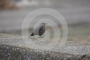 Female Blue rock thrush