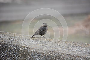 Female Blue rock thrush