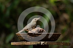 Female Blue rock thrush or Monticola solitarius observed in bird hide at Dandeli in Karnataka, India