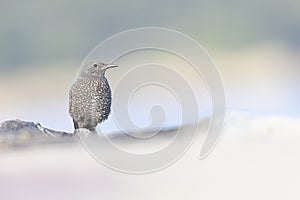 Female blue rock thrush (Monticola solitarius philippensis) viewed from a low angle.