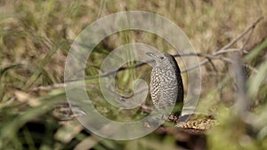 Female blue rock thrush sitting on the ground.