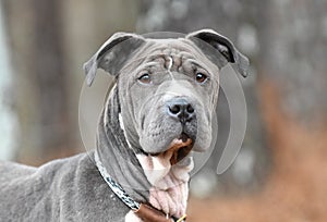 Female blue Shar Pei and Pitbull mix dog with wrinkles outside on leash. Dog rescue pet adoption photography for humane society