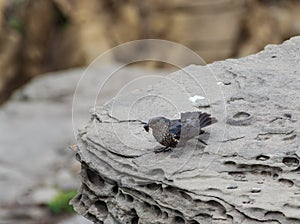 A female blue stone thrush sitting on the edge of a cliff