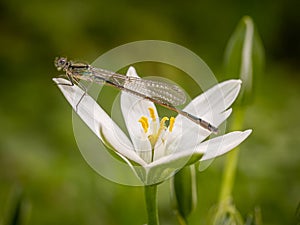 Female, blue-tailed damselfly on a garden star-of-Bethlehem