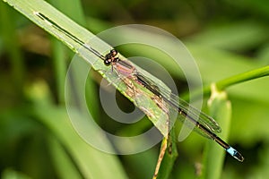 Female Blue-tailed Damselfly rufescens Ischnura elegans