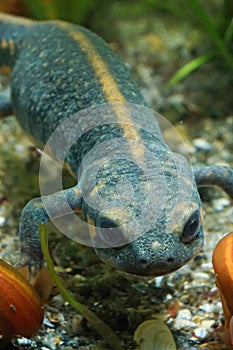 A female of the Blue-tailed Fire-bellied Newt, Cynops cyanurus