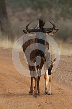 The female of blue wildebeest Connochaetes taurinus or common wildebeest, white-bearded wildebeest is walking on the road and