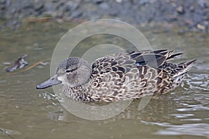 A Female Blue-winged Teal, Anas discors