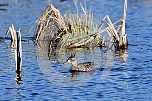 A female Blue-winged Teal duck swimmin