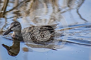 Female Blue-Winged Teal Duck Swimming