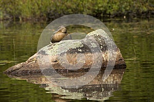 Female blue-winged teal sitting on rock in lake, Adirondack Mountains.