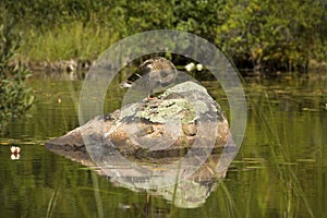 Female blue-winged teal sitting on rock in lake, Adirondack Mountains.