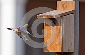 Female bluebird arriving at birdhouse