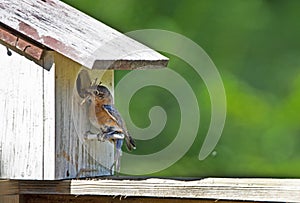 A female Bluebird bringing sticks to her nest.