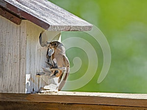 A female Bluebird bringing sticks to her nest.