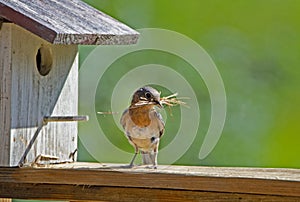 A female Bluebird bringing sticks to her nest.