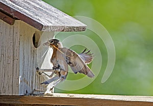 A female Bluebird flies into her nest box.