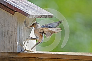 A female Bluebird flies into her nest box.