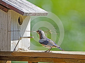 A female Bluebird flies into her nest box.