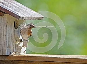 A female Bluebird flies into her nest box.