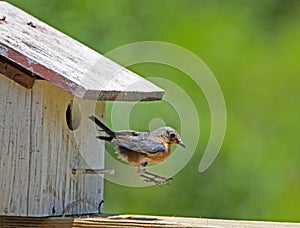 A female Bluebird hops out of her nest.