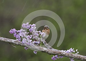 Female Bluebird on Lilacs in the Rain