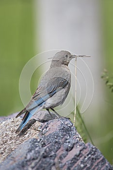 Female bluebird with nesting material in mouth