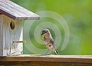 A female Bluebird tried getting a stick into her nest.
